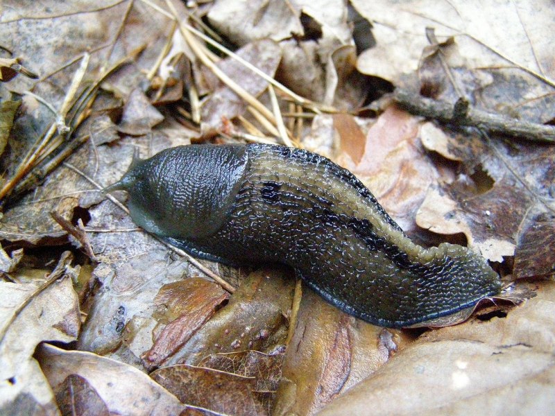 Limax cinereoniger СЛИЗЕНЬ