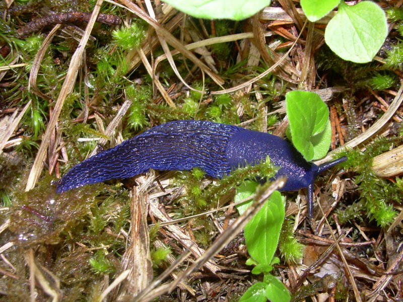 Bielzia coerulans