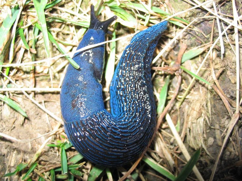 Морской СЛИЗЕНЬ Elysia chlorotica красный