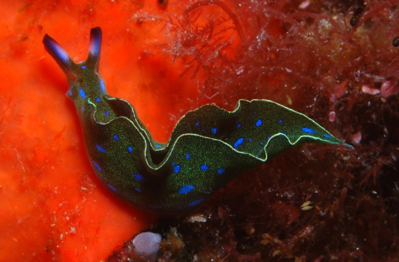 Chelidonura varians