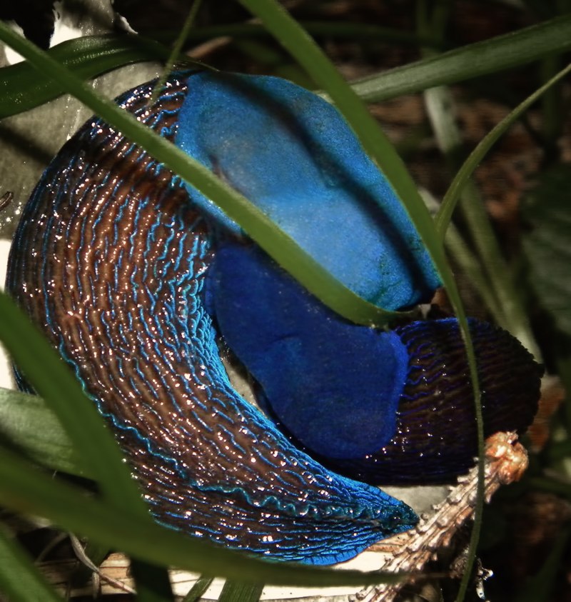 Bielzia coerulans