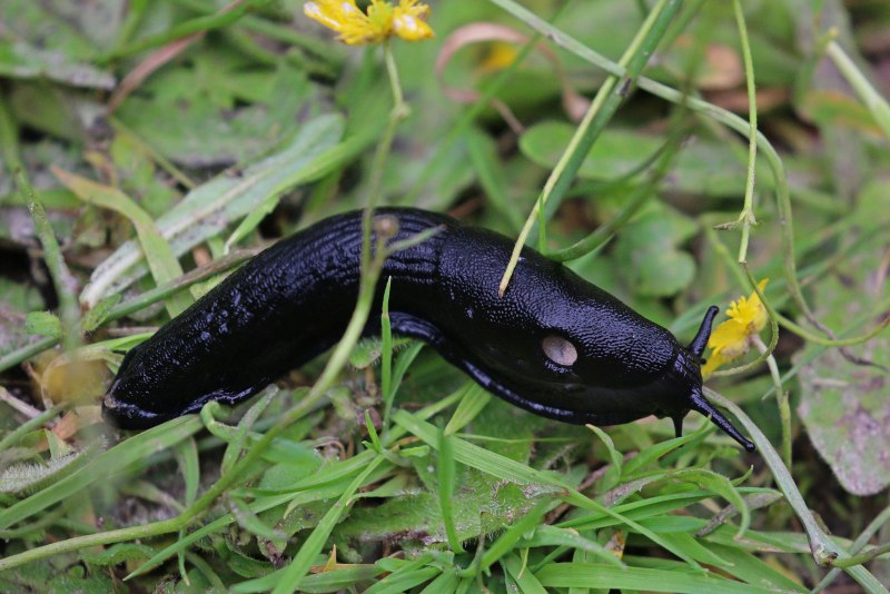 Большой черный СЛИЗНЯК Arion ater