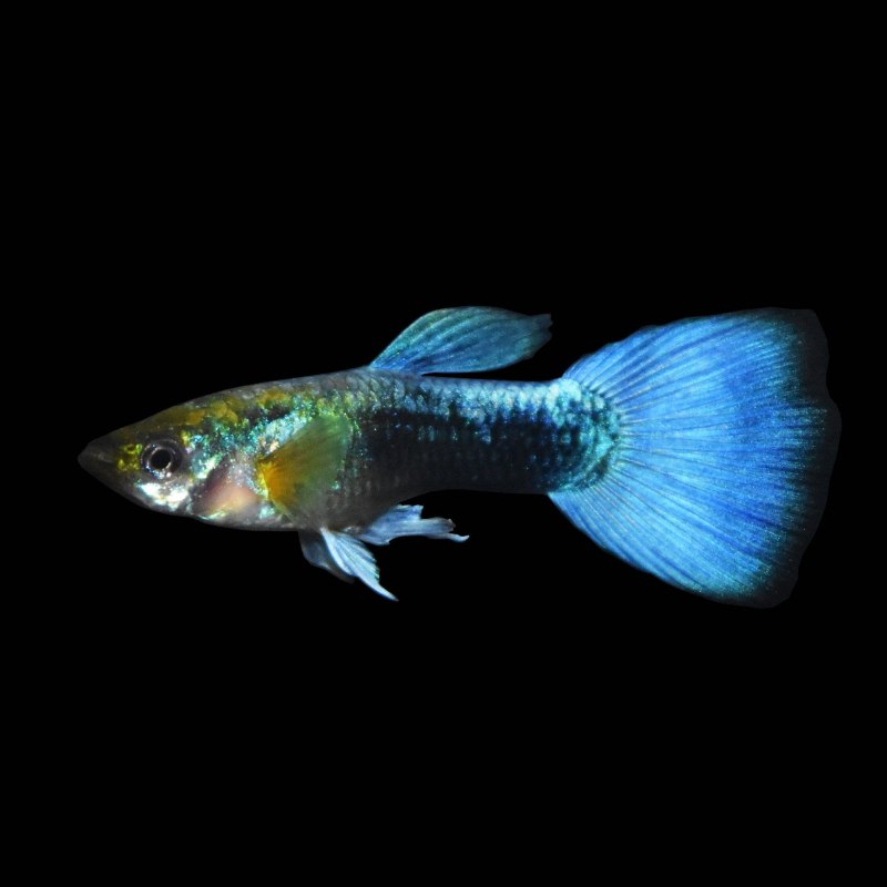 Guppy Galaxy Red Medusa