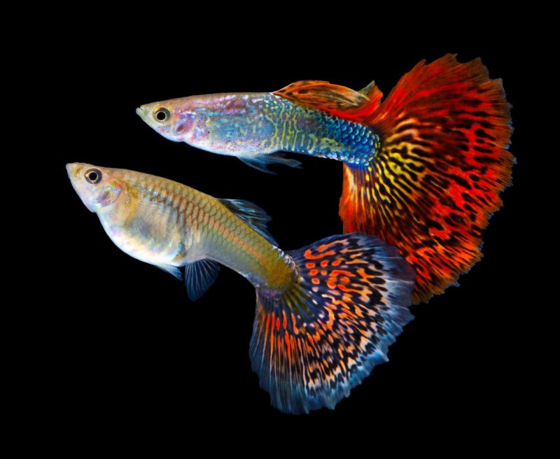 Poecilia (lebistes) reticulata