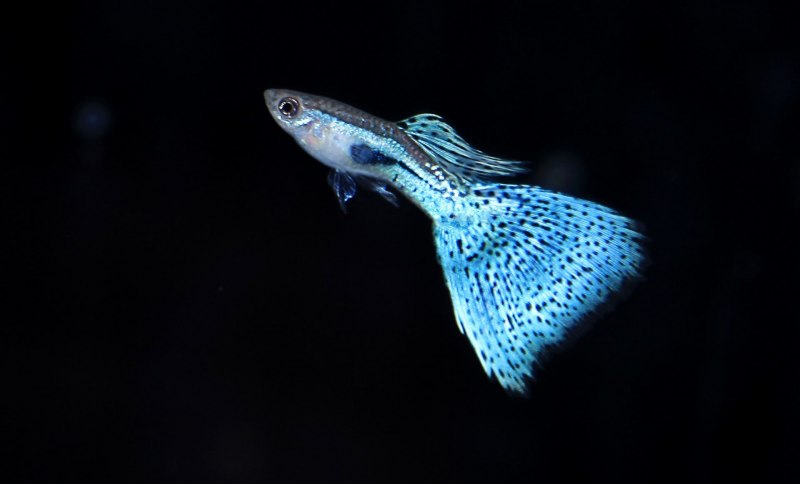 Гуппи Poecilia reticulata