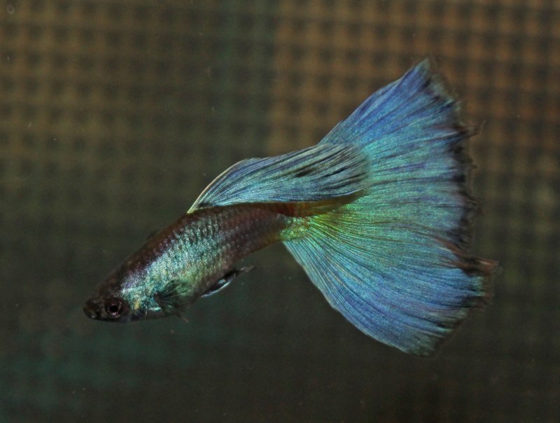 Metal Black Silver Yellow Guppy