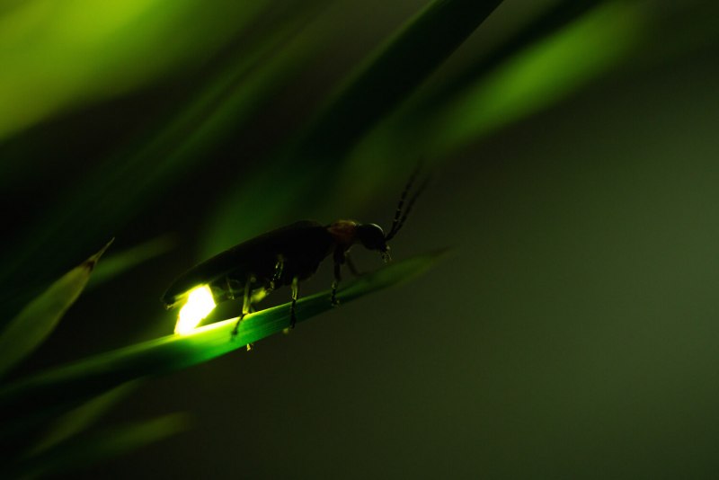 Photinus Pyralis
