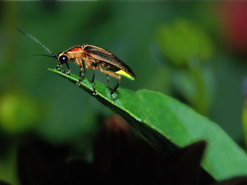 Светлячок Lightning Bug