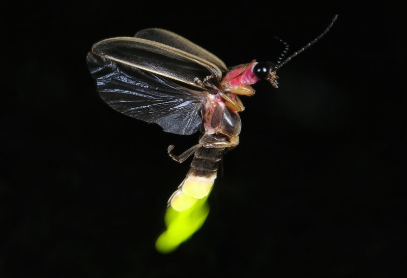 Lampyris Noctiluca