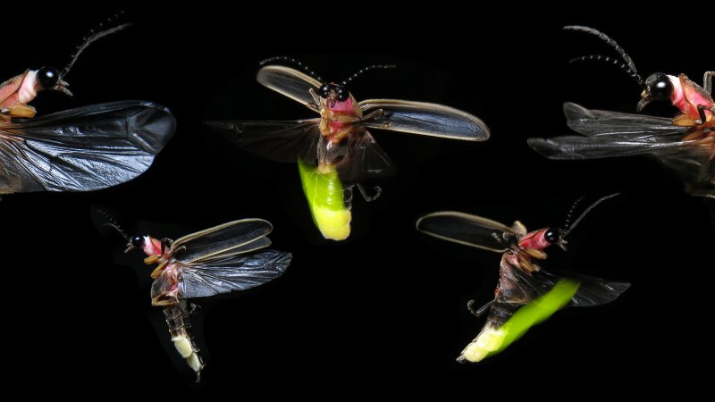 Светлячок Photinus Pyralis