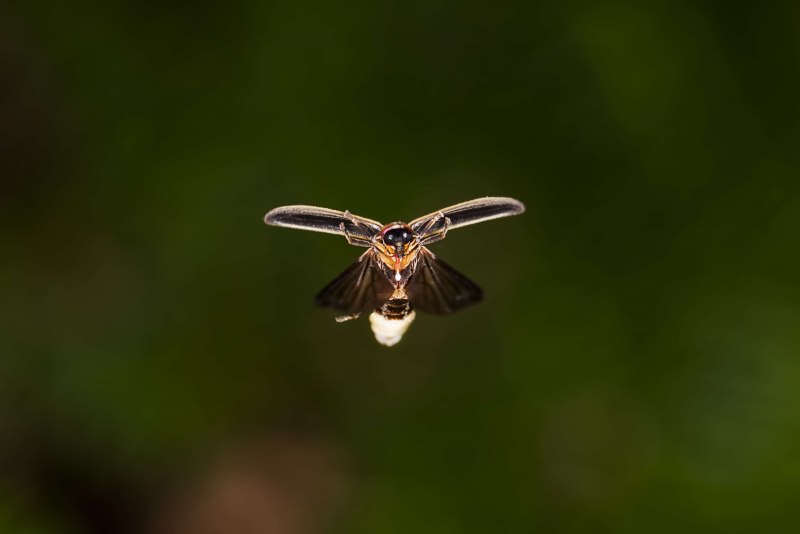 Светлячок Photinus Pyralis