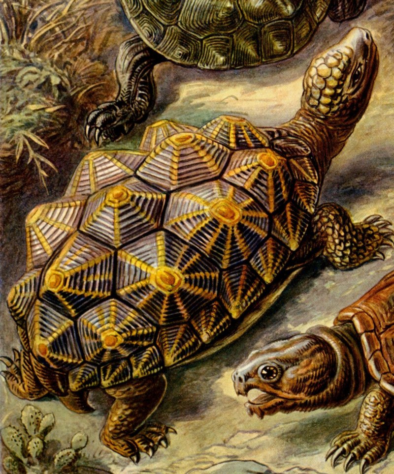Geochelone elegans