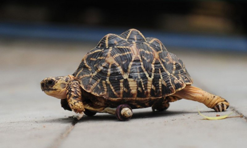 Angonoca Tortoise