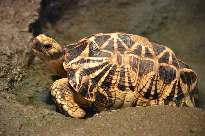 Flapshell Turtle