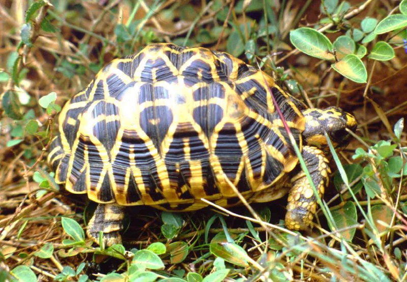 Psammobates geometricus