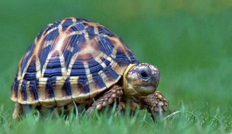 Geochelone elegans
