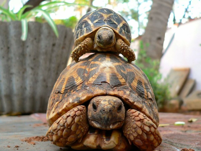 Indotestudo elongata