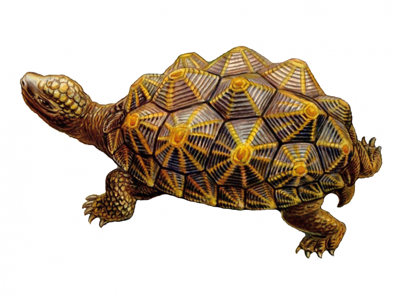 Psammobates geometricus