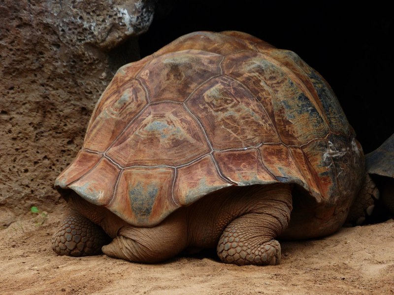 Geochelone elegans