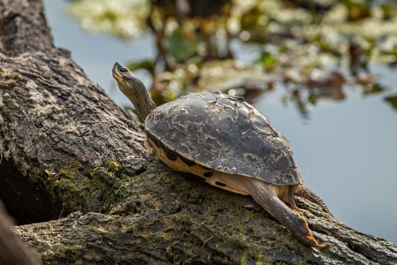 Melanochelys trijuga