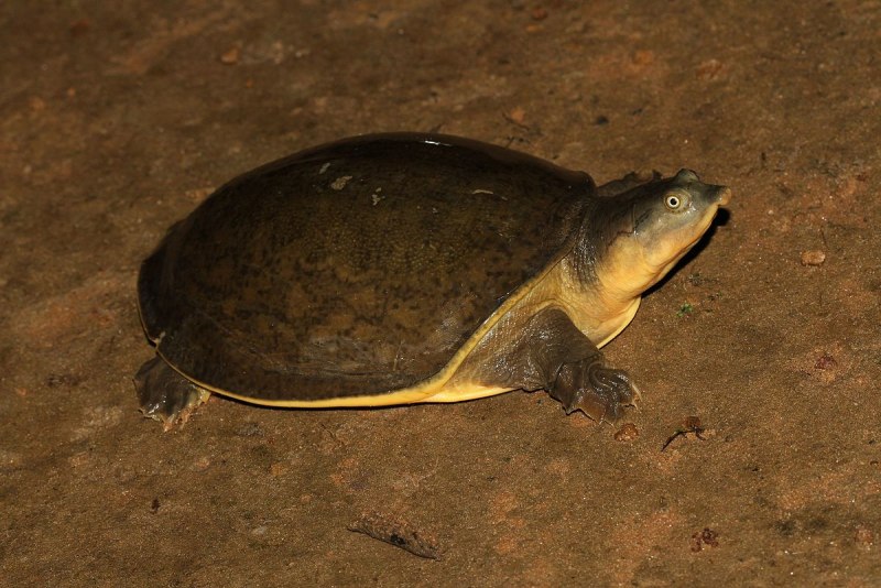 Pangshura sylhetensis