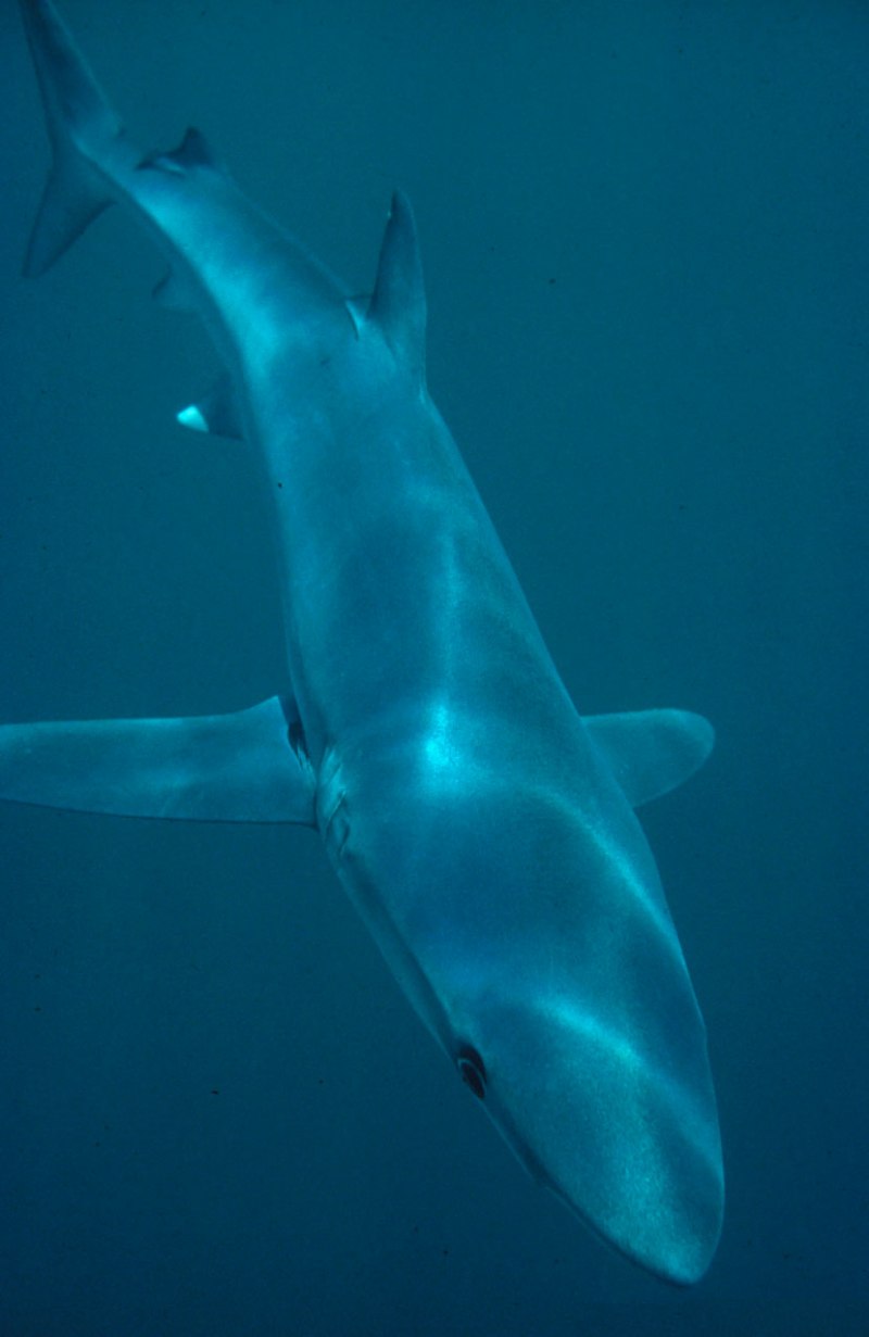Isurus oxyrinchus