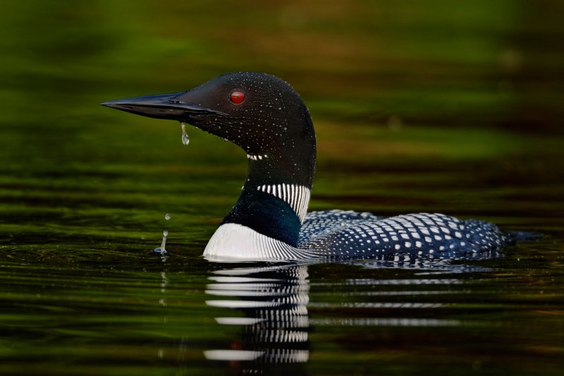 Отряд Гагарообразные Gaviiformes