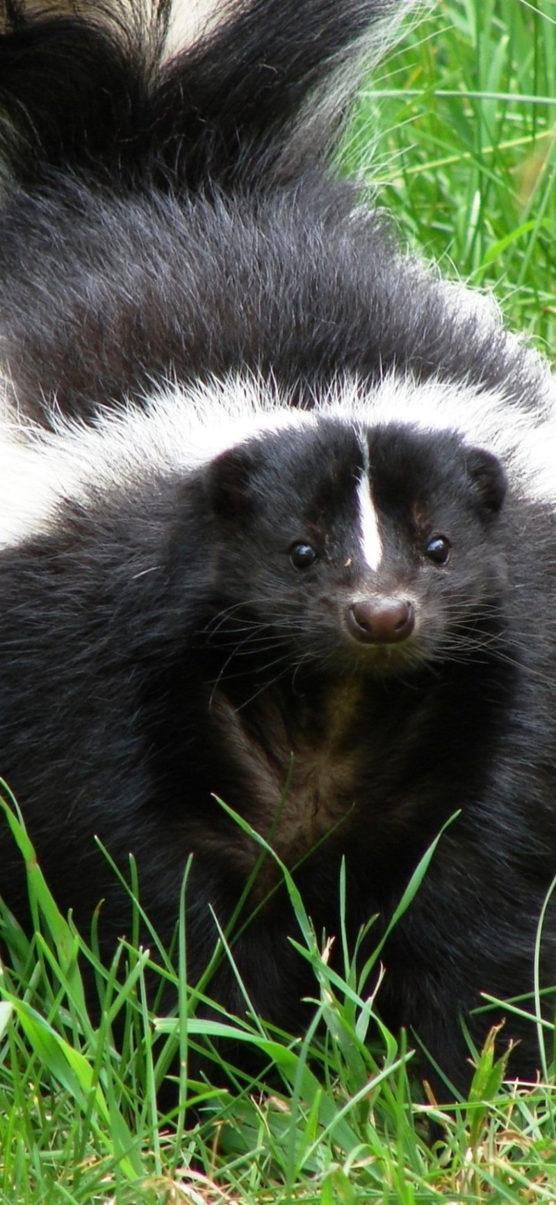 Skunk hair
