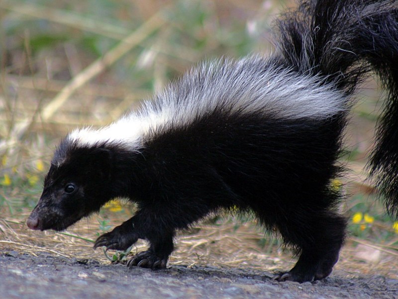 Скунс (Mephitis Mephitis)