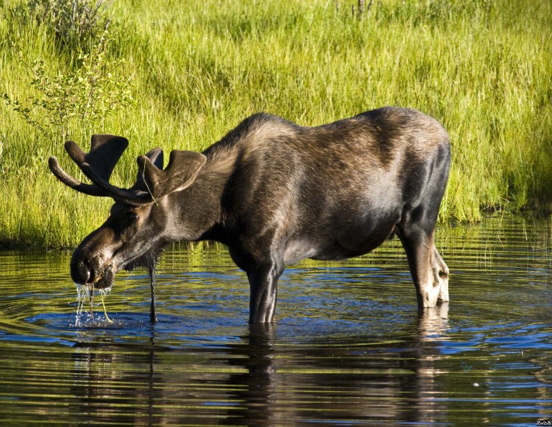 Кавказский Лось alces alces caucasicus