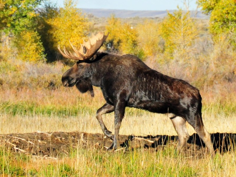 Alces americanus