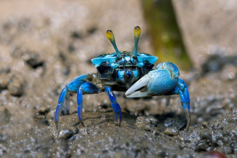 Голубой краб Callinectes sapidus