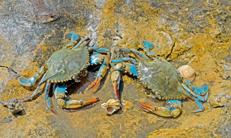 Голубой краб Callinectes sapidus