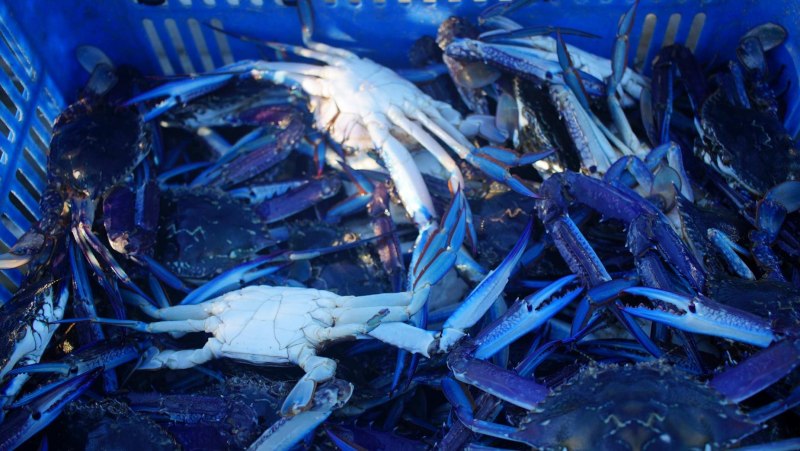 Крабы черного моря