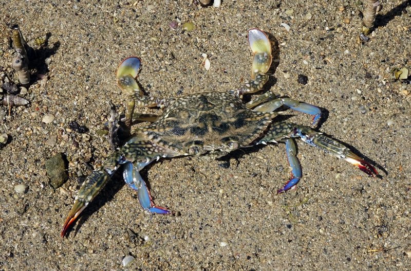 Blue Crab Мармарис