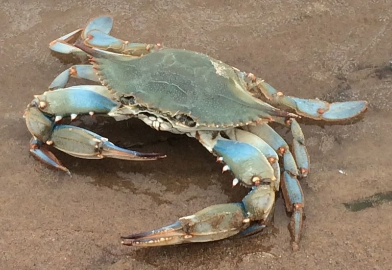 Голубой краб в черном море