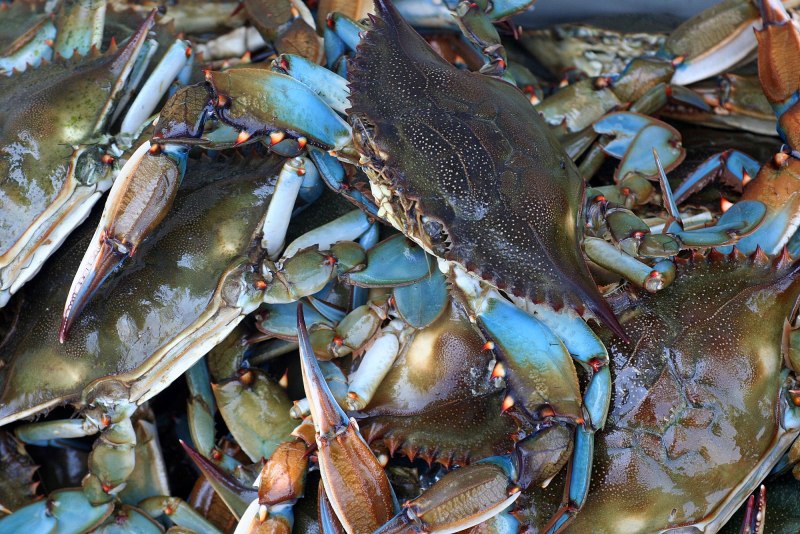 Maryland Blue Crab
