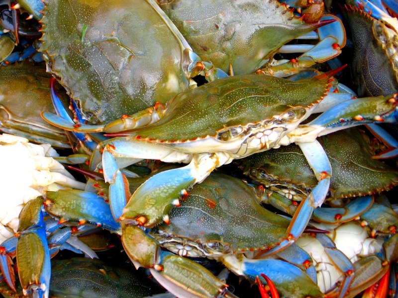 Крабы Средиземного моря Турция
