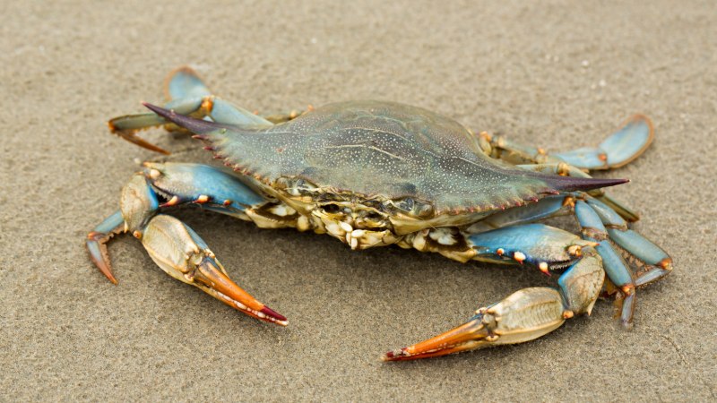 Охотское море синий краб