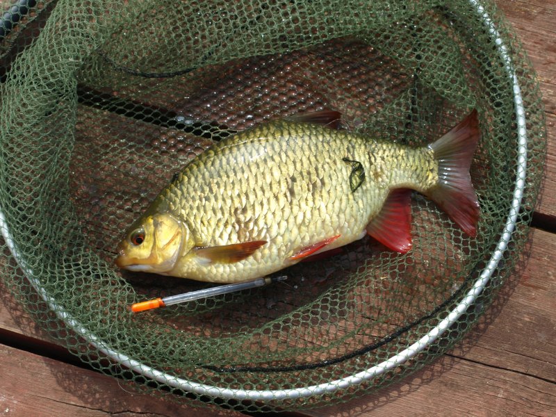 Карп обыкновенный – Cyprinus Carpio