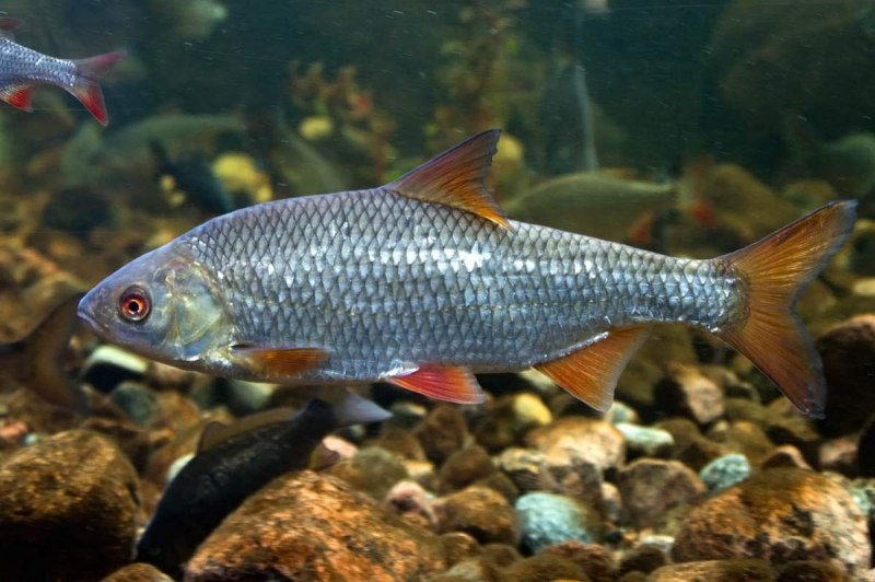 Красноперка Scardinius erythrophthalmus
