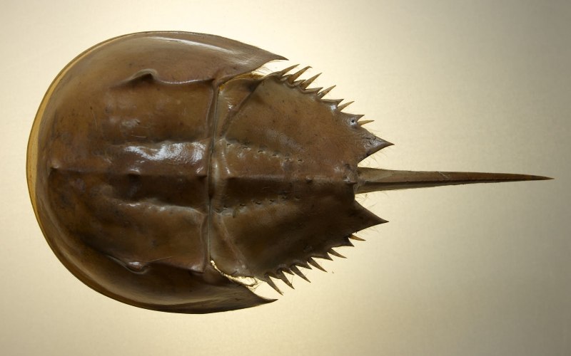 Мечехвоста Limulus