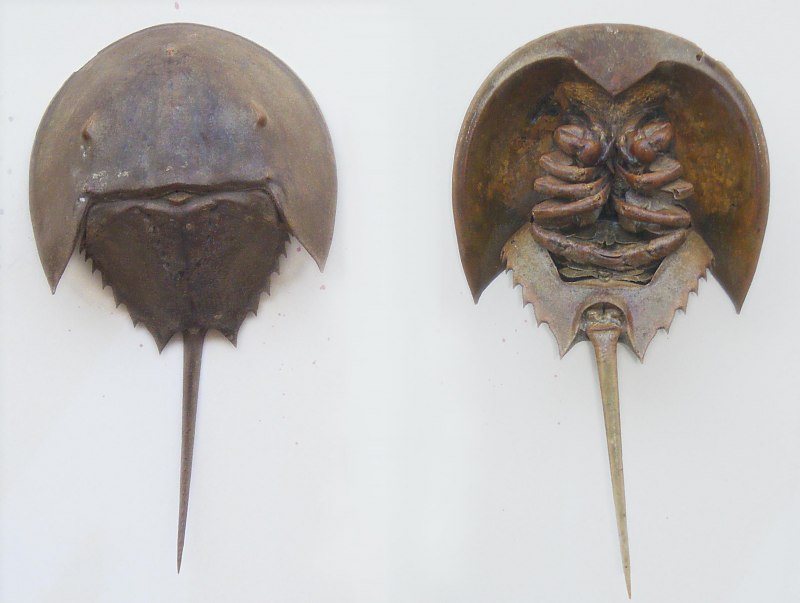 Мечехвост Limulus Polyphemus