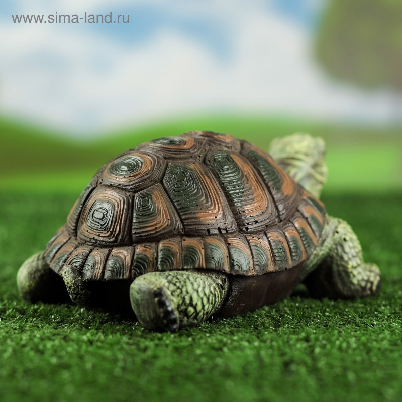Кумберлендская черепаха