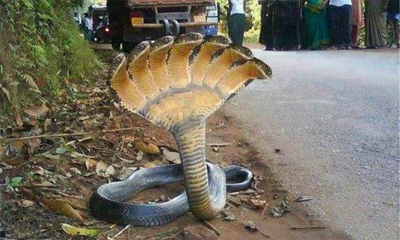 Коричневая черепаха