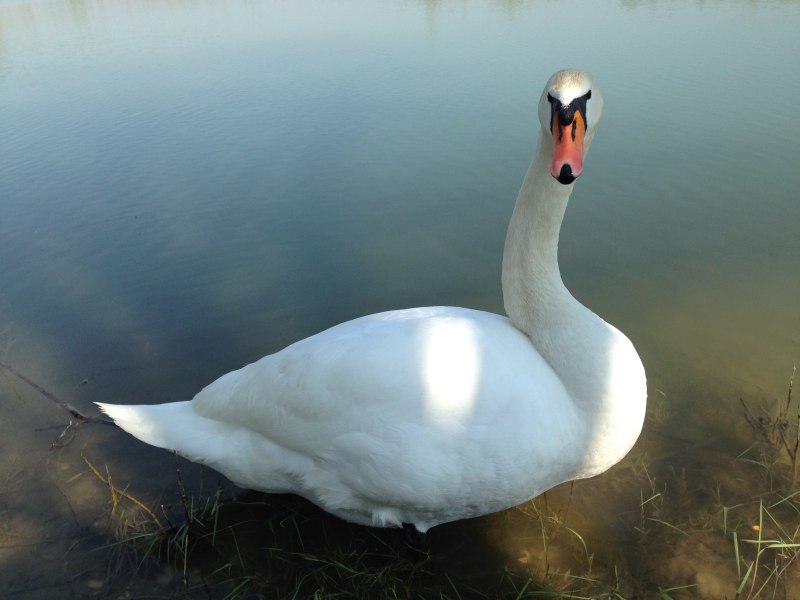 Cygnus columbianus
