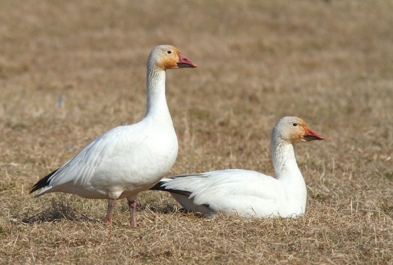 Гусь белый (Anser caerulescens hyperboreus)