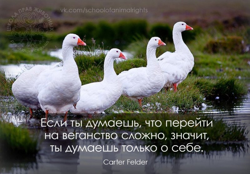 Дикий белый Гусь