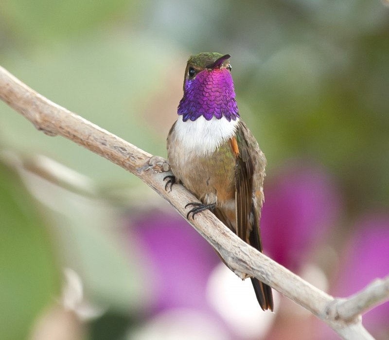 Аметистовое колибри (64 фото)