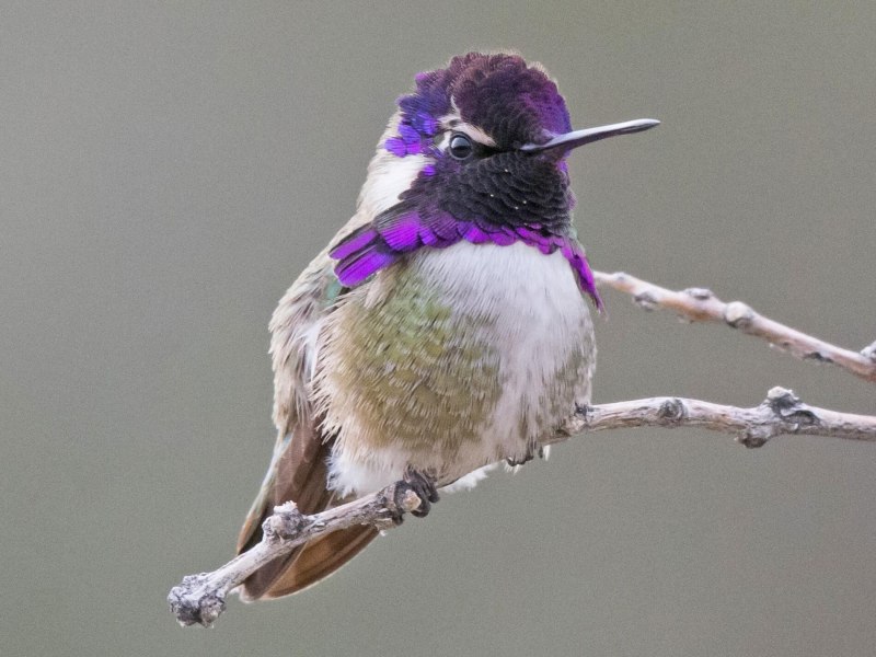 Costa's Hummingbird